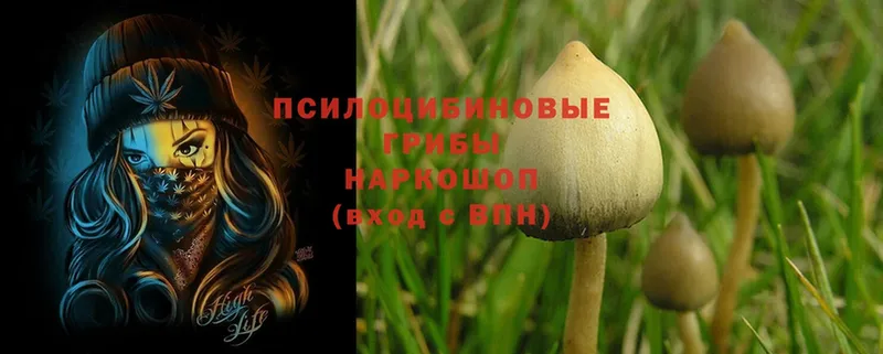 Галлюциногенные грибы Psilocybe  Курильск 